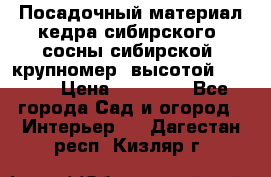 Посадочный материал кедра сибирского (сосны сибирской) крупномер, высотой 3-3.5  › Цена ­ 19 800 - Все города Сад и огород » Интерьер   . Дагестан респ.,Кизляр г.